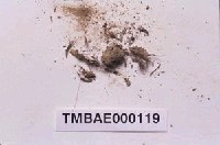 藏品(黃牛毛苔)的圖片